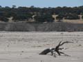 Murray Lagoon